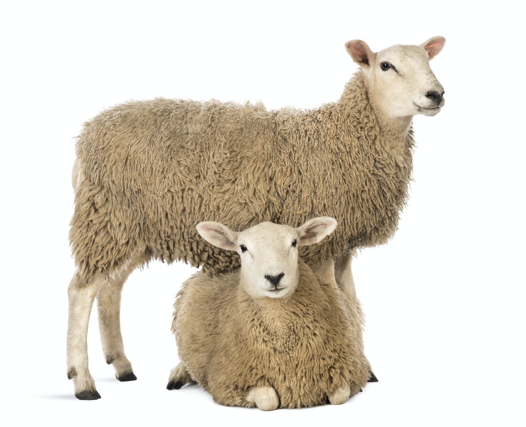 Sheep standing over another lying against white background